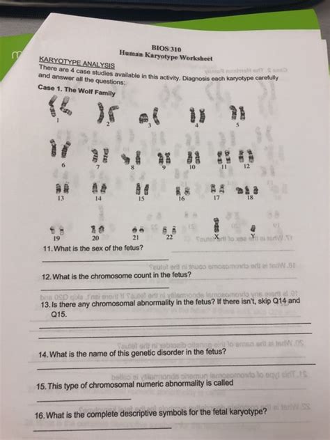 answer key biology karyotype worksheet answers quizlet